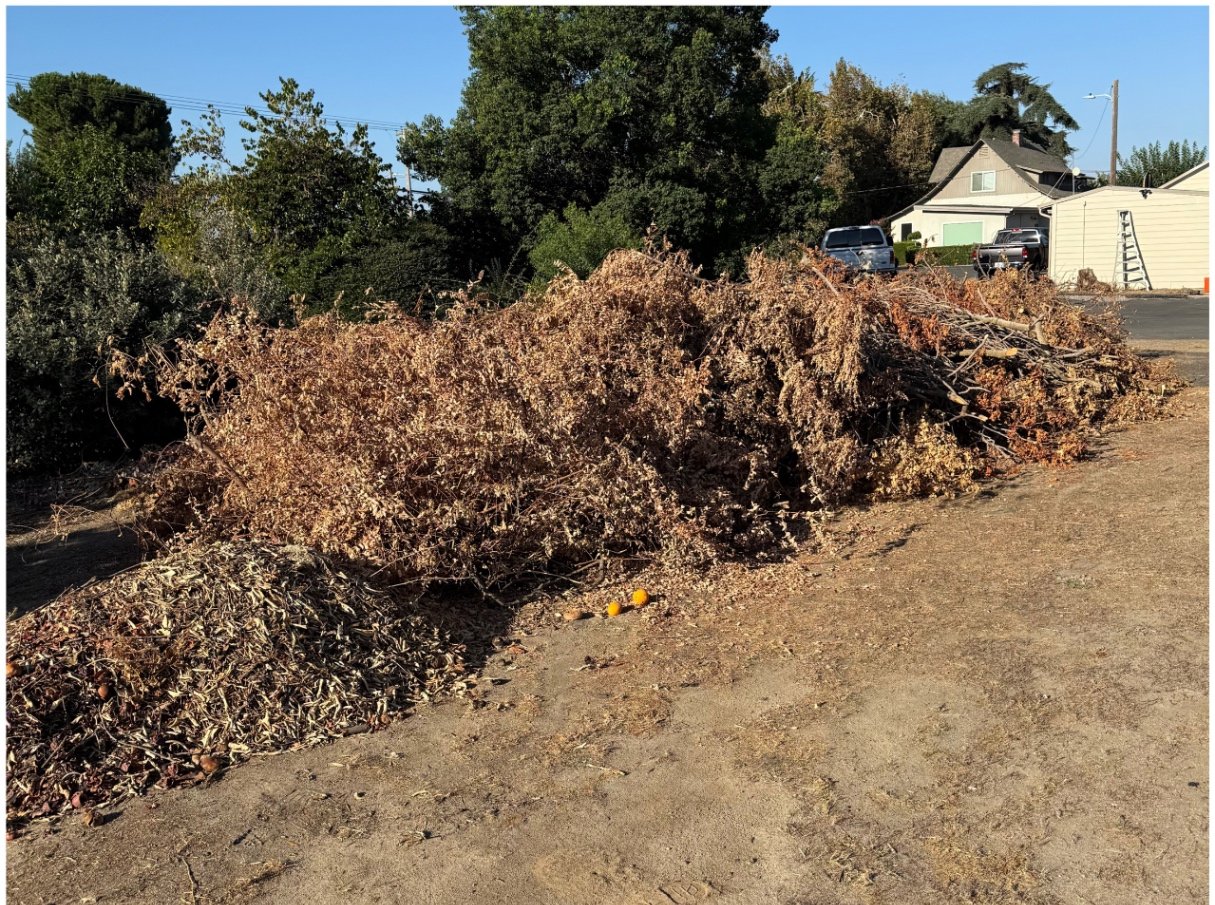 Brush clearing & hauling — before