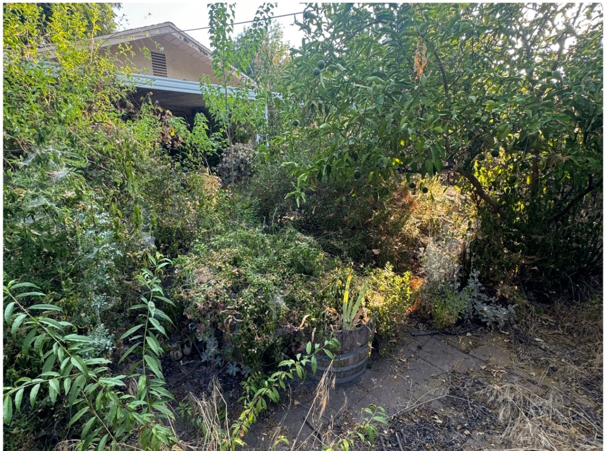 Overgrown garden restored — before